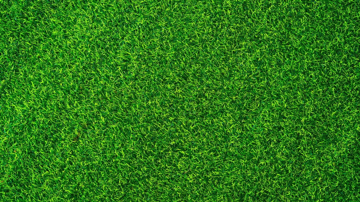 Lush green turf lawn installation